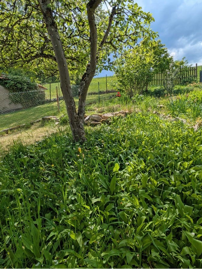 Reihenhaus mit viel Charakter und ein Traum für Gartenfreunde - Galerie 5